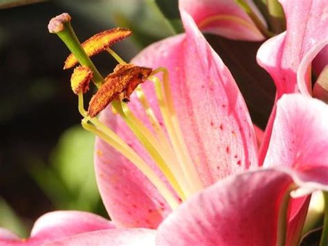 Understanding Stamens Types Functions And Their Role In Flower