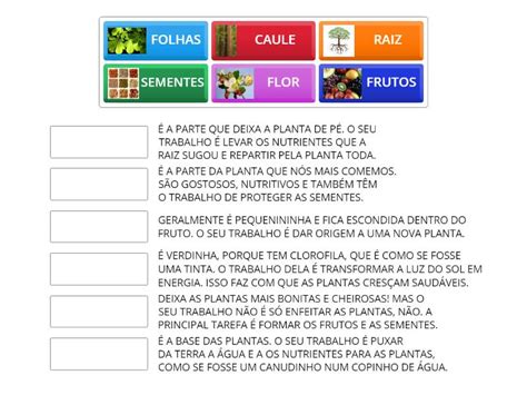Parte Das Plantas E Suas Funções