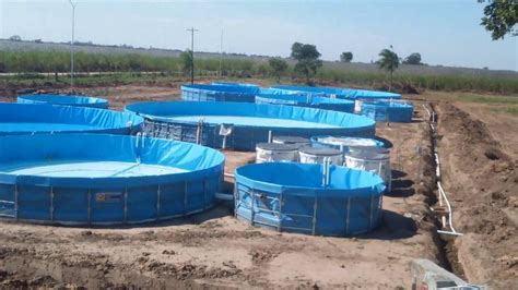 Cultivo de tilapia intensivo en recirculación del agua en tanques