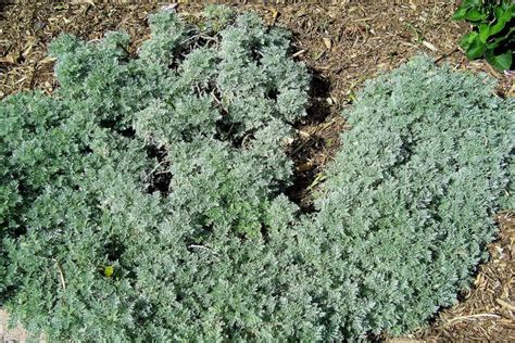 Best Plants For Drought Tolerant Gardens Drought Tolerant Garden