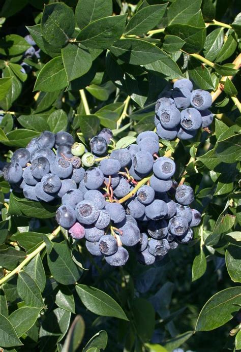 Высокорослая голубика: описание, посадка и уход, размножение