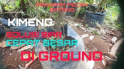 CARA SEDERHANA MENANAM BERINGIN KIMENG YouTube