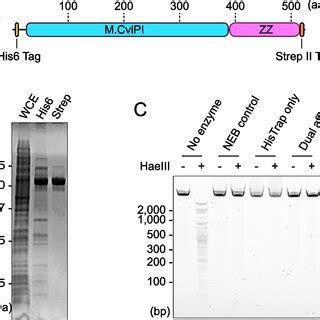 Dual-affinity purification strategy used to purify the candidate ...