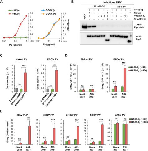 Axl Mediated Virus Infection Is Dependent On Carboxylation Of Gas