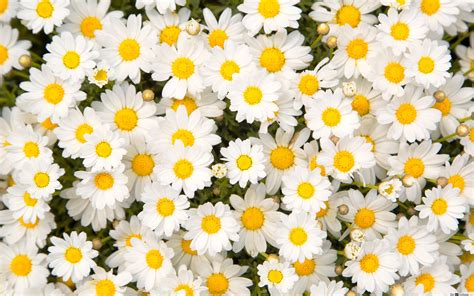 Chamomile Flower Bouquet Wallpapers - Wallpaper Cave