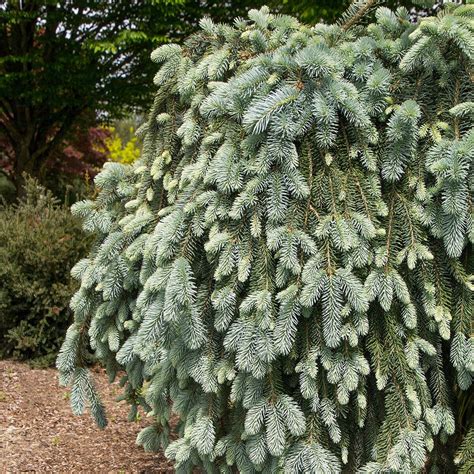 Picea Pungens The Blues Colorado Spruce | SiteOne