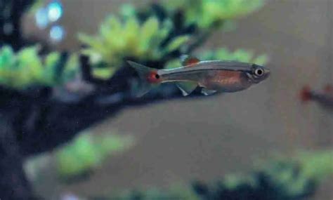 baby minnows eat