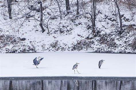 Major Wetland In Northern China Sees More Wild Bird Species Cgtn