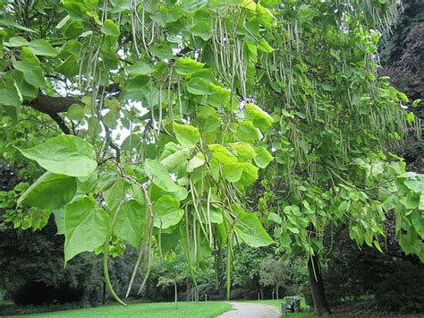 Indian Bean Tree Catalpa Bignonioides