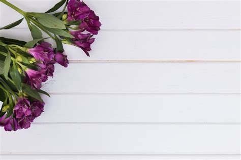 Цветущие цветы с зелеными стеблями на белом | Бесплатно Фото