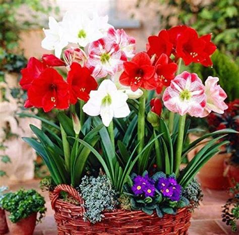 flowering plants