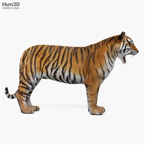 Tiger Roaring 3D model - Animals on Hum3D