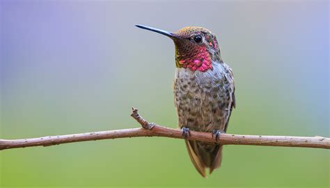 Annas Hummingbird San Diego Zoo Wildlife Explorers