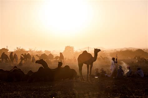 Inside India's surreal Pushkar Camel Fair | Adventure.com