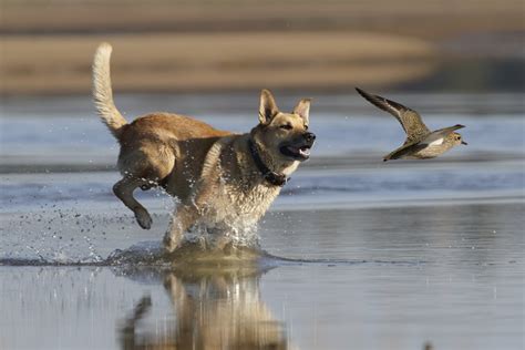 dog chasing  tips   curb chasing behavior