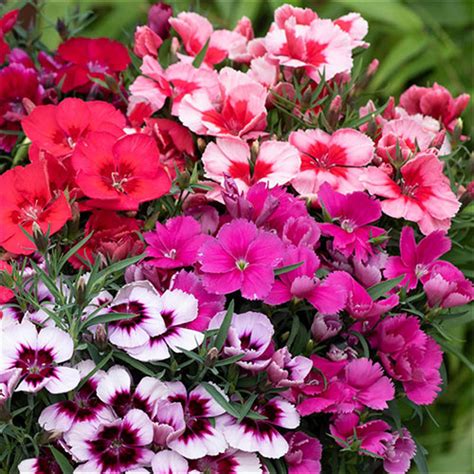 Dianthus Coronet Mix 10 X Garden Ready Plants Yougarden