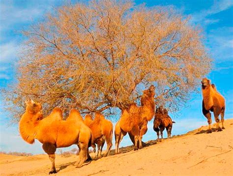 Двугорбый верблюд: описание, где обитает, чем питается, сколько живет