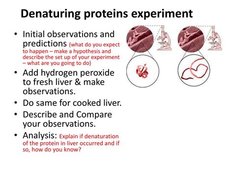 Ppt What Is Denaturing A Protein Powerpoint Presentation Free