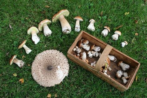 Couper ou arracher cueillette des champignons et idées reçues Le