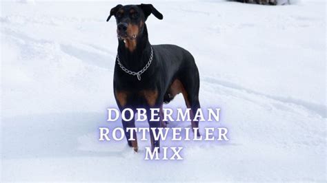 Doberman Rottweiler Mix: Appearance, Personality, Health and Care