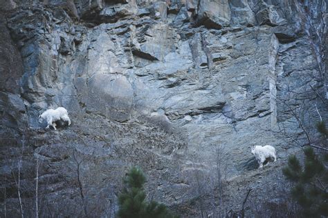 mountain goats climbing   side   mountain photo
