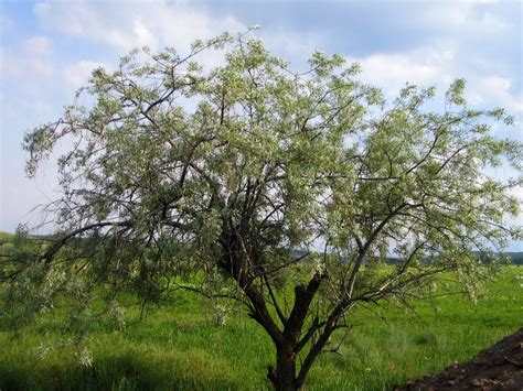 Дерево джигида (71 фото) - красивые картинки и обои на рабочий стол