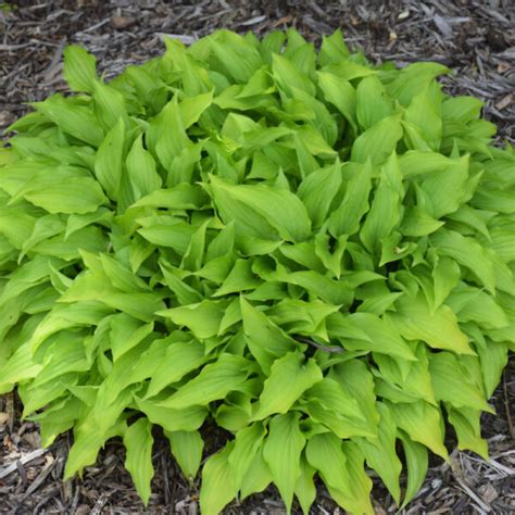 Lemon Lime - Hosta - (Small grade) - The Naked Gardener