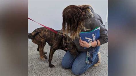 5 Legged Dog Gets Adopted From Wisconsin Humane Society