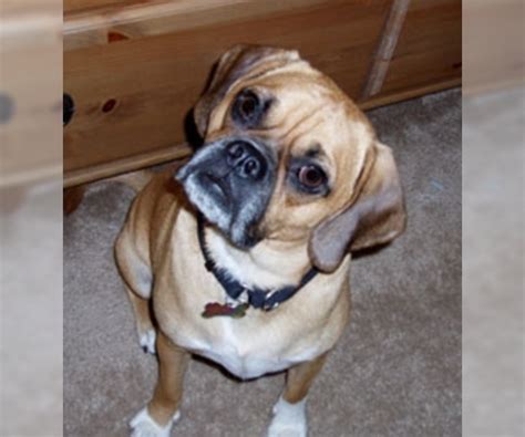 Puggle Breed Information and Pictures on PuppyFinder.com