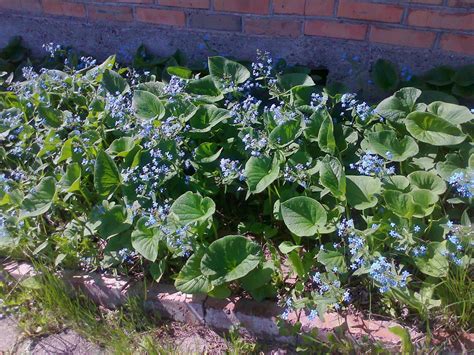 Брунера в ландшафтном дизайне композиции (71 фото) » НА ДАЧЕ ФОТО