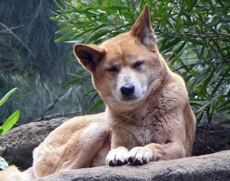 Animals Unique: Dingo