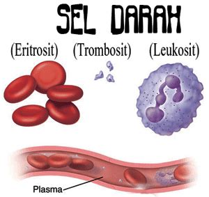 Komponen Penyusun Darah Manusia The Power Of Biology