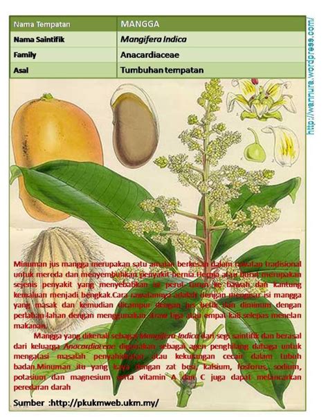 Nama Saintifik Pokok Mangga Julietarolevine