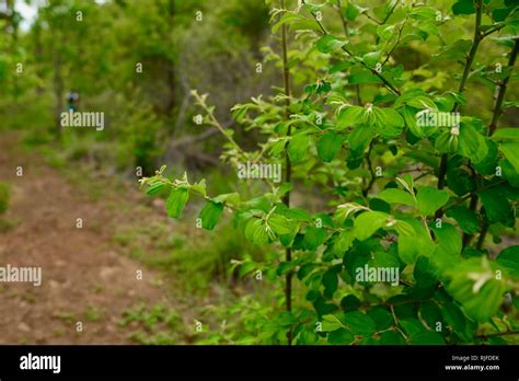 Ziziphus Mauritiana Chinese Date Ber Chinee Apple Jujube Indian Plum