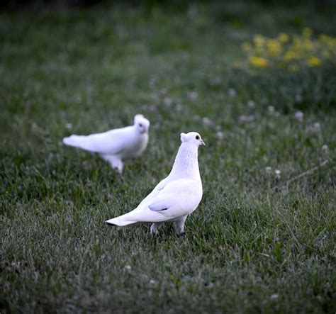 Premium Photo Close Up Of Bird On Field