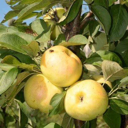 Саженцы яблони купить в Москве, для Подмосковья в интернет-магазине