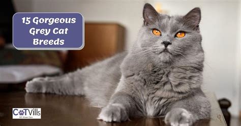 15 Gorgeous Grey Cat Breeds You Need To See With Pictures