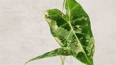 Алоказия Мишольца (Фрайдек) вариегатная: видеодневник адаптации. - YouTube