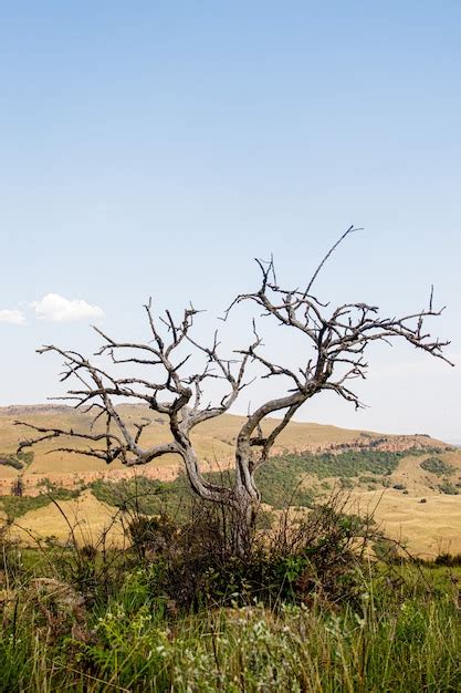 Free Photo Vertical Shot Of A Naked Tree Under A Blue Sky