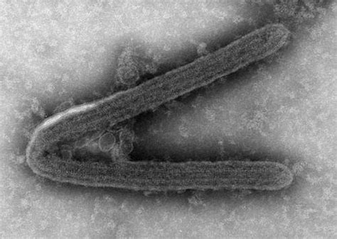 Marburg Virus Disease Emergence An Update