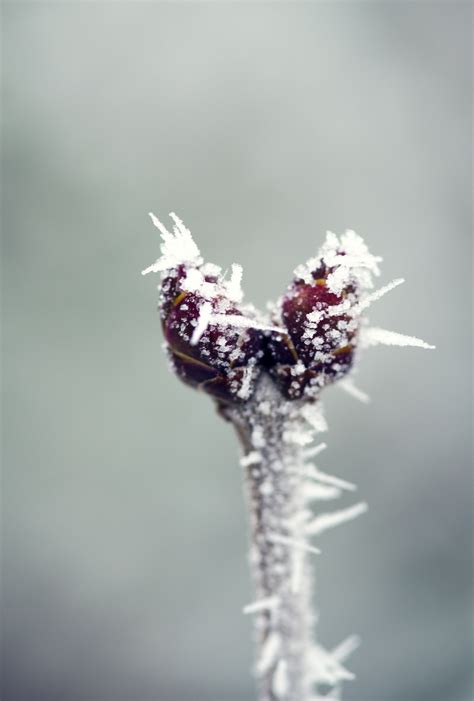 Free Images Hand Nature Branch Blossom Snow Winter Plant White