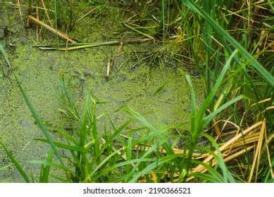 Wetlands Algae Tall Green Grass Stock Photo Shutterstock