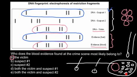 How Is Dna Cut Into Fragments