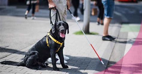 Perros Guías Razas Más Comunes Y Características