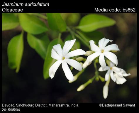 Jasminum Auriculatum Butterfly