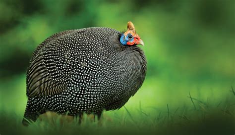 Guinea Hen Getting Guineas Make Sure You Train Them Right Hobby Farms