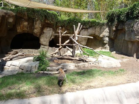San Diego Zoo - Spotted Hyena Exhibit - ZooChat