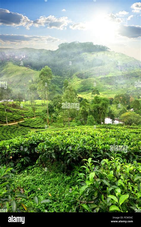 fields  tea  mountain  nuwara eliya sri lanka stock photo alamy
