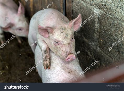 Pigs sex 图片库存照片和矢量图 Shutterstock
