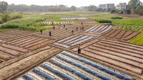 【复工复产】防疫春耕两不误，茂名已春种农作物面积299万亩疫情粮食新冠肺炎新浪新闻